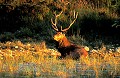 . 
Mammifère, cerf, brame, forêt, Bretagne,eau  
 